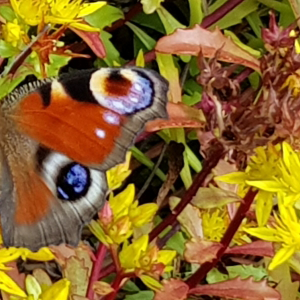 Maksaruohoa ja perhonen